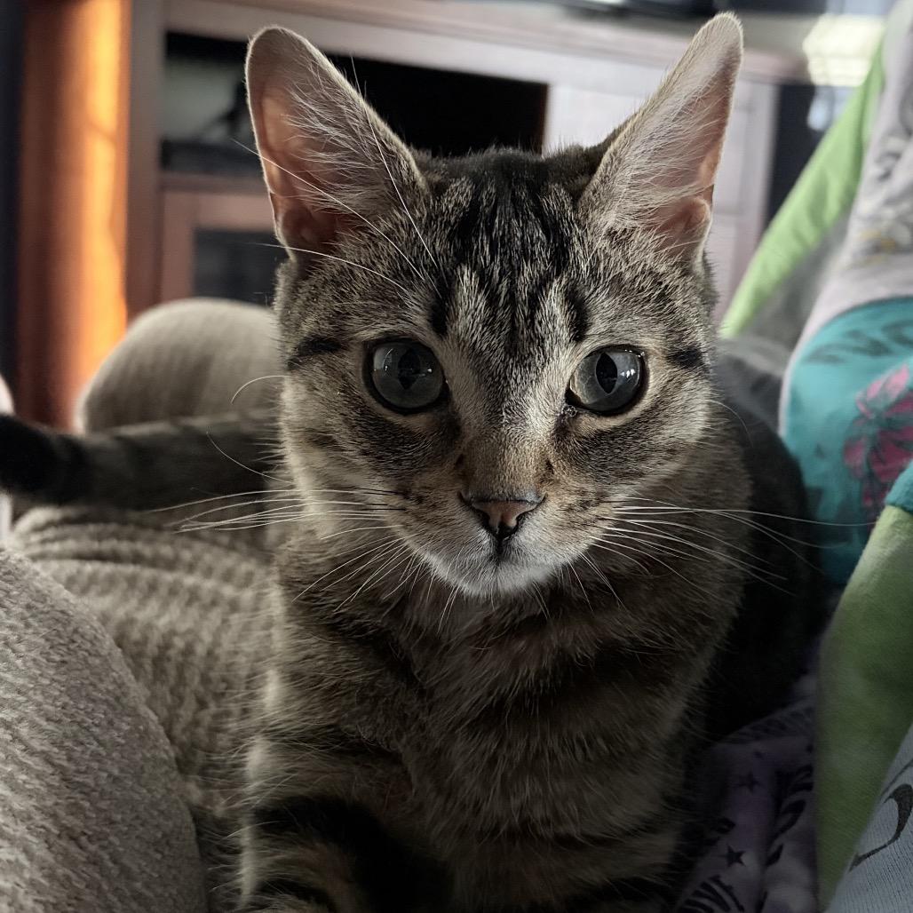 Davey, Adoptable, Young Male Domestic Short Hair.