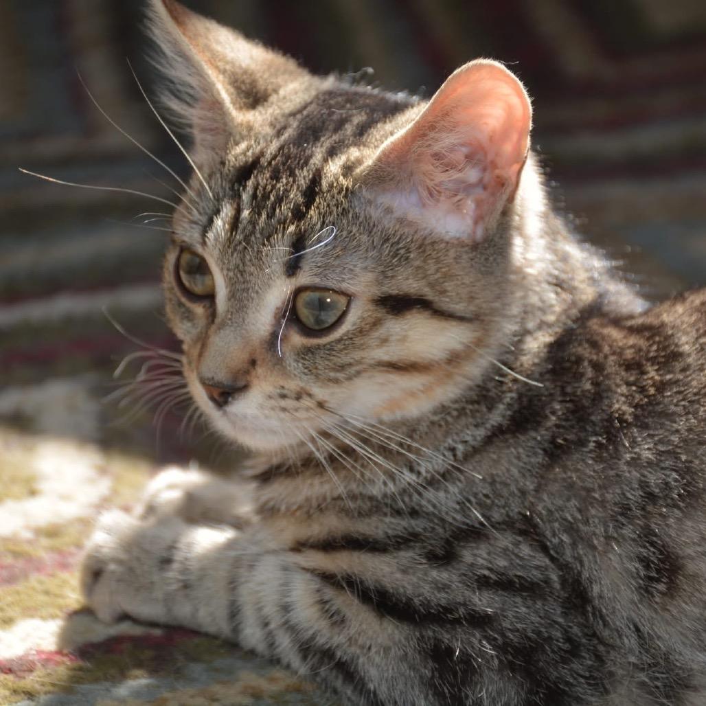Enlarge Davey, a Adoptable Domestic Short Hair in Harrisonburg, VA image 1/4