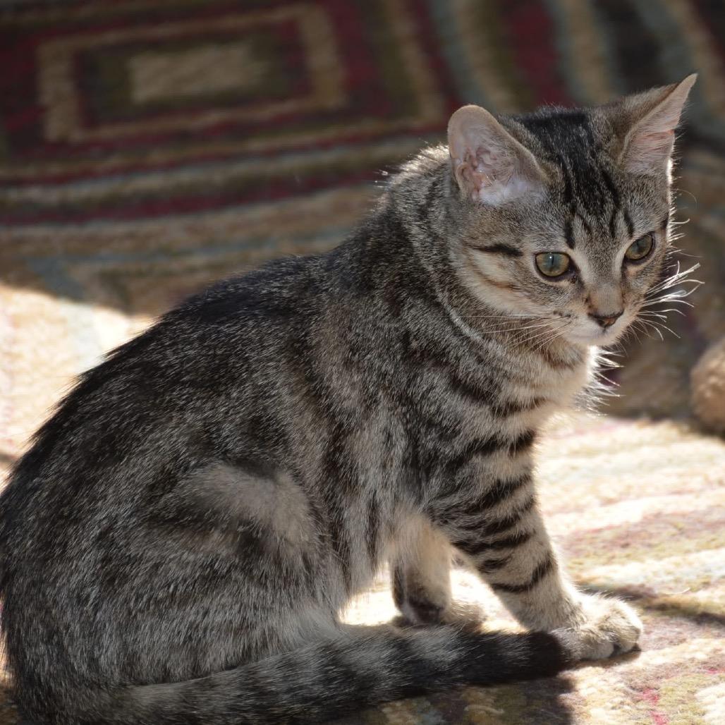 Enlarge Davey, a Adoptable Domestic Short Hair in Harrisonburg, VA image 2/4