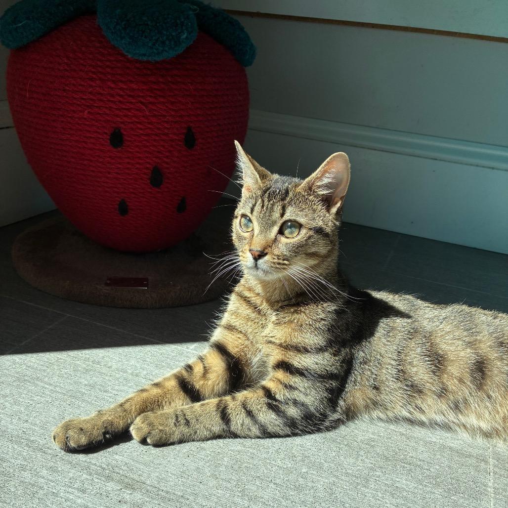 Enlarge Davey, a Adoptable Domestic Short Hair in Harrisonburg, VA image 3/6