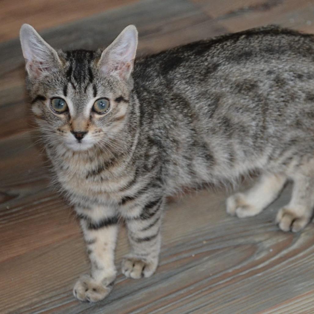 Enlarge Davey, a Adoptable Domestic Short Hair in Harrisonburg, VA image 3/4