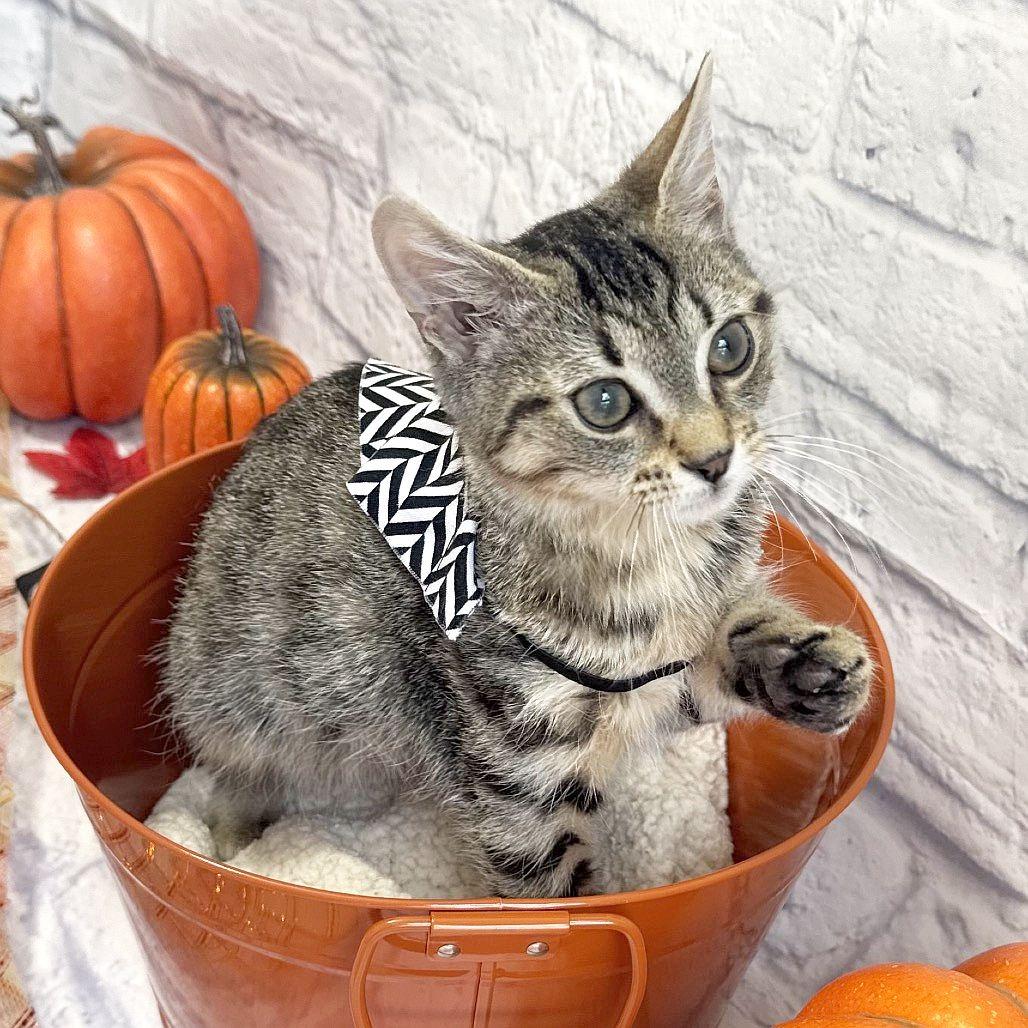 Enlarge Davey, a Adoptable Domestic Short Hair in Harrisonburg, VA image 4/4