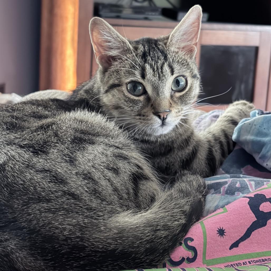 Enlarge Davey, a Adoptable Domestic Short Hair in Harrisonburg, VA image 6/6