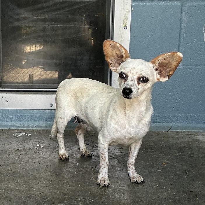 Big Shebang, Adoptable, Adult Female Chihuahua & Mixed Breed.