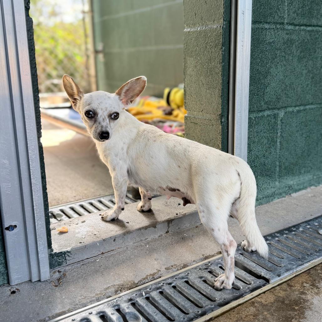 Enlarge Big Shebang, a Adoptable mixed breed in Carencro, LA image 2/4