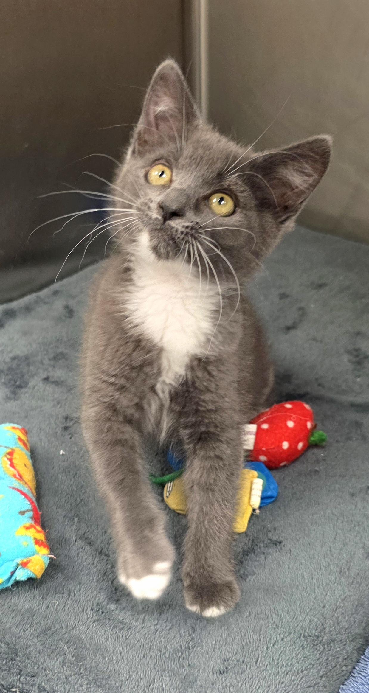 Peavy, an adopted Domestic Short Hair in Beaverton, OR image 2/2