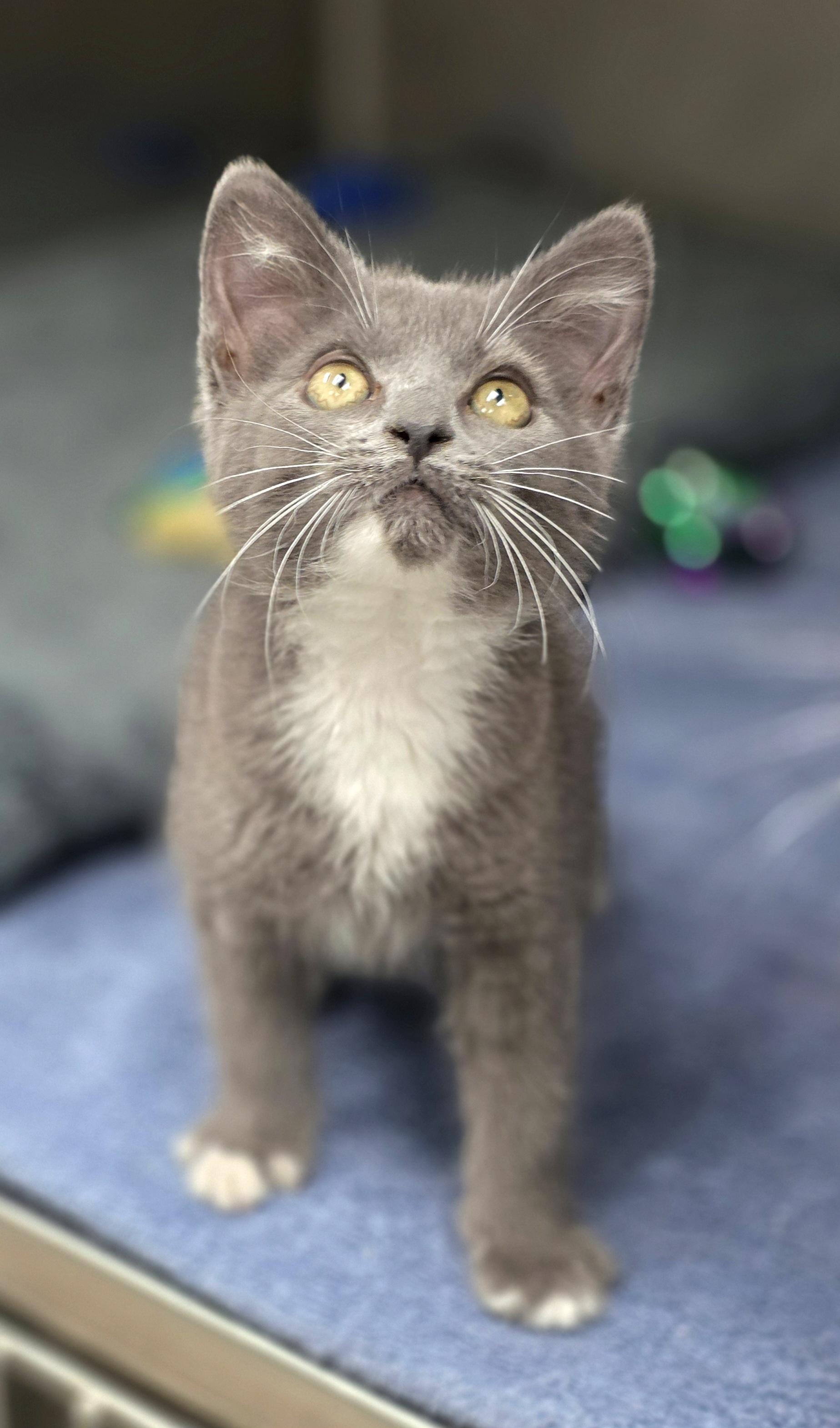 Peavy, adopted, Kitten Male Domestic Short Hair.