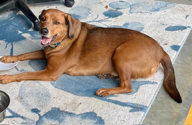 Enlarge Oliver, a ADOPTABLE mixed breed in Concord, NC image 3/3