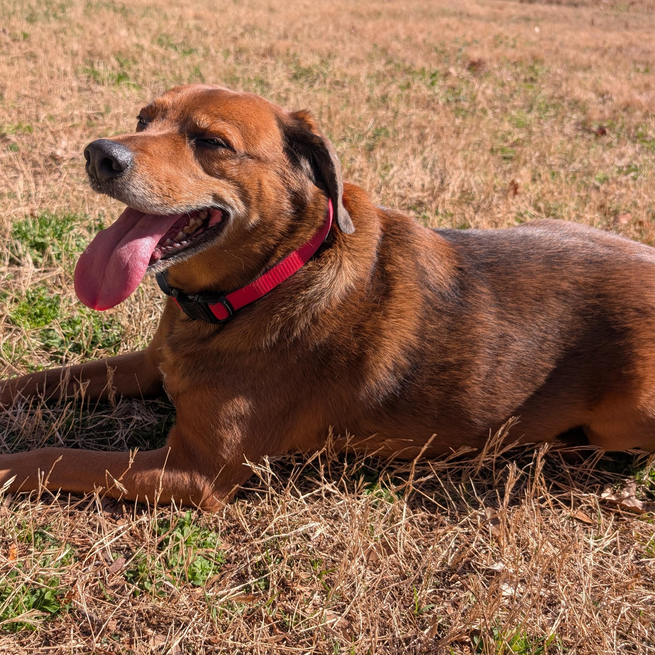 Enlarge Oliver, an adopted mixed breed in Concord, NC image 6/6