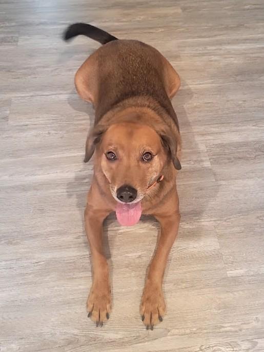 Enlarge Oliver, a ADOPTABLE mixed breed in Concord, NC image 2/3