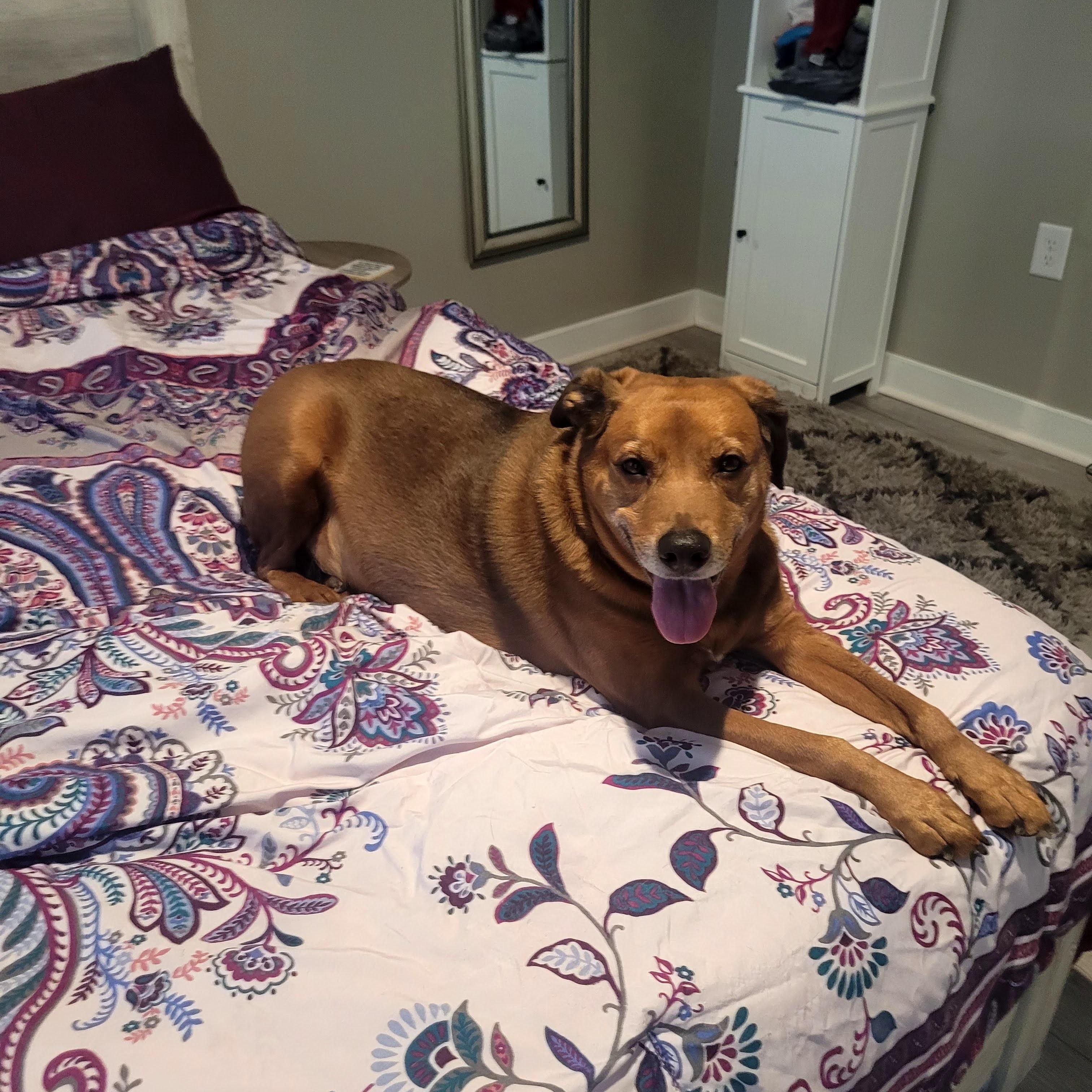 Enlarge Oliver, a ADOPTABLE mixed breed in Concord, NC image 1/3