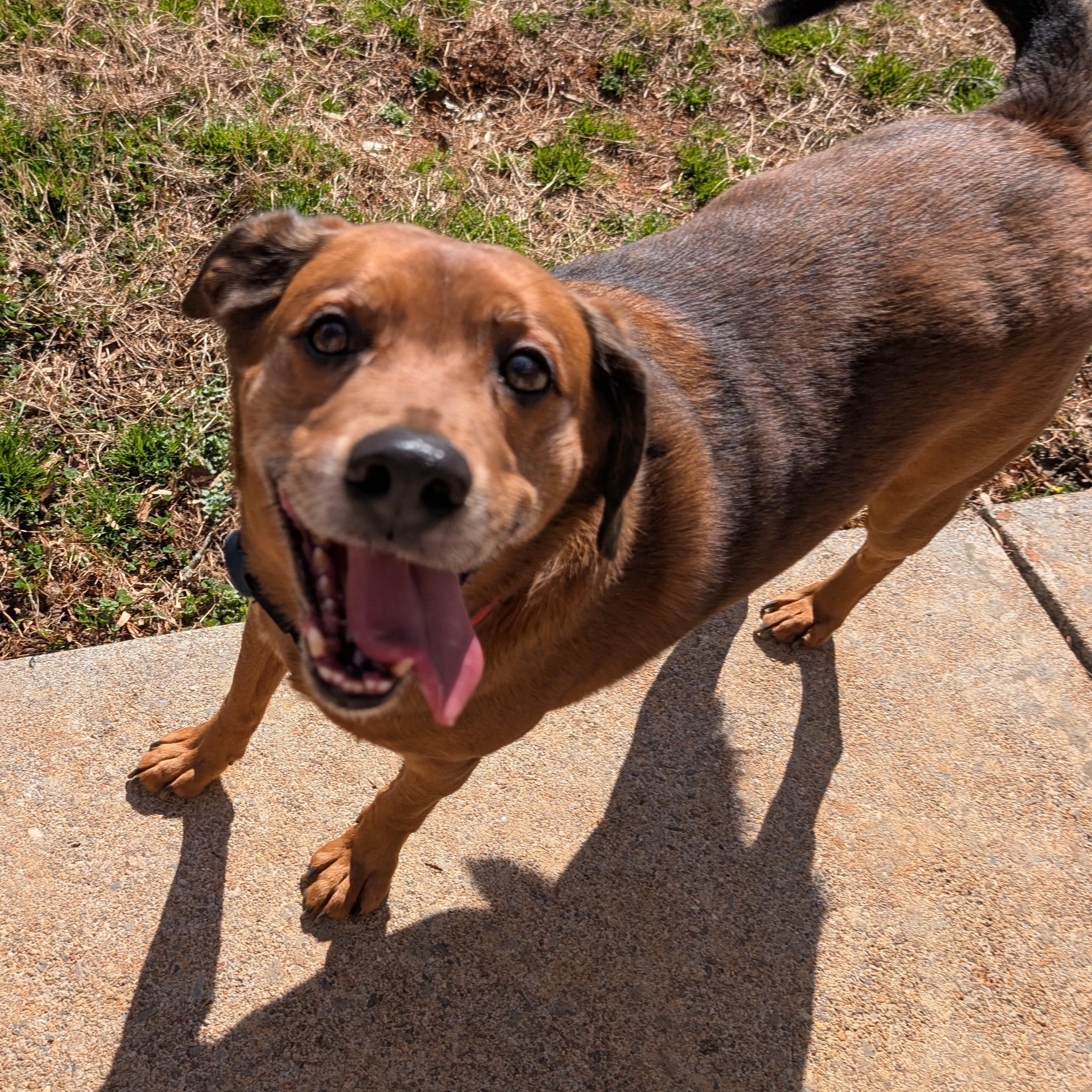 Enlarge Oliver, an adopted mixed breed in Concord, NC image 4/6