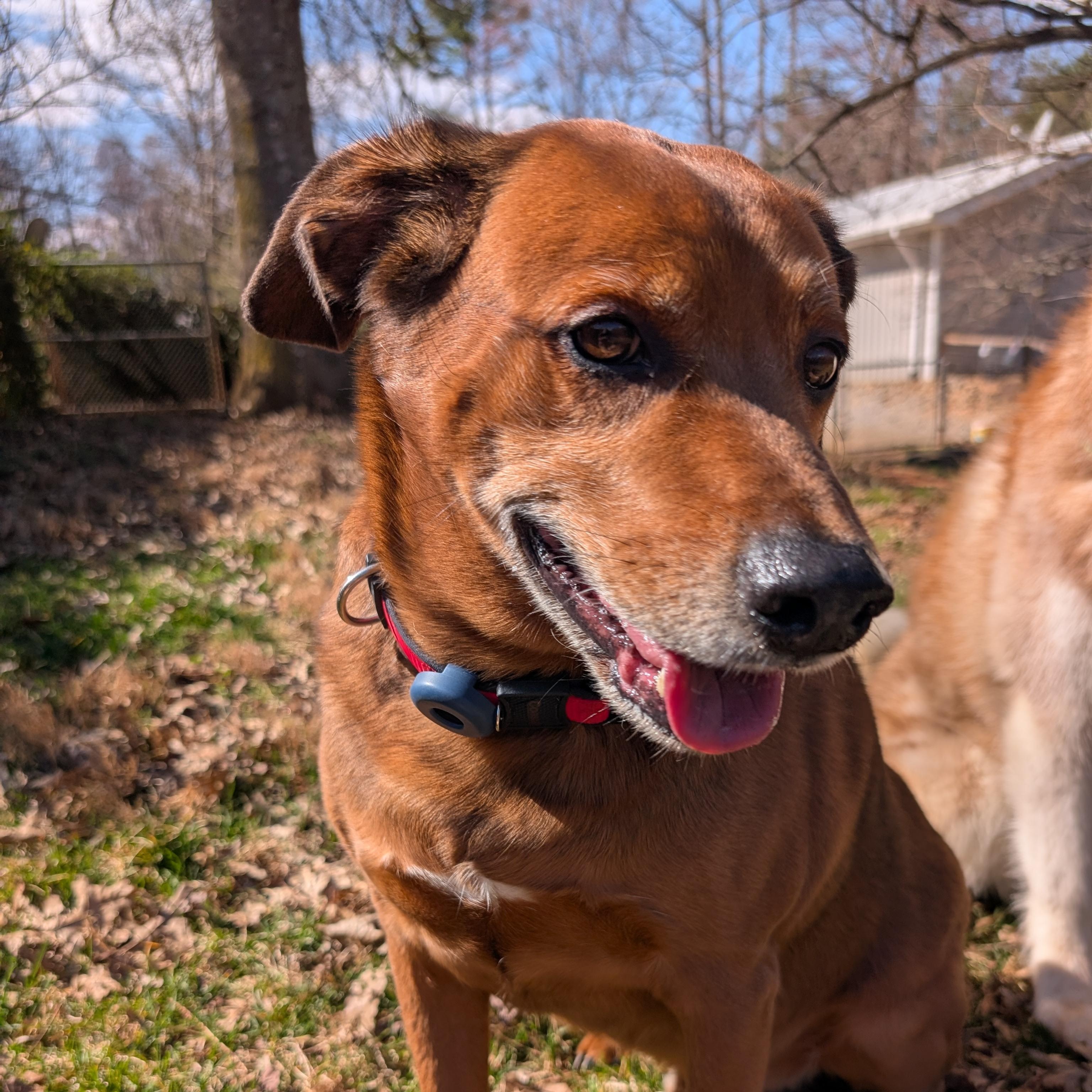 Enlarge Oliver, an adopted mixed breed in Concord, NC image 5/6