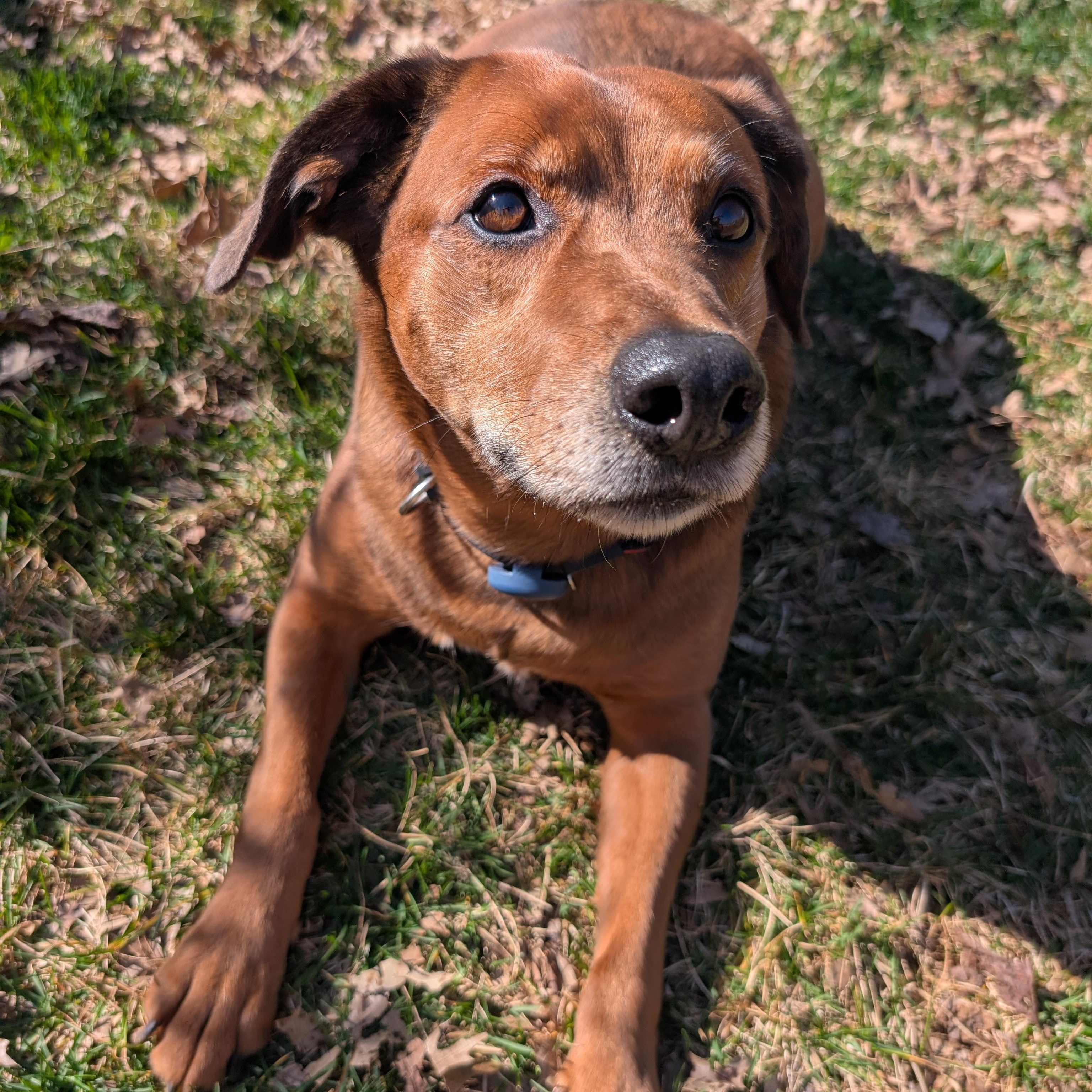 Enlarge Oliver, an adopted mixed breed in Concord, NC image 3/6