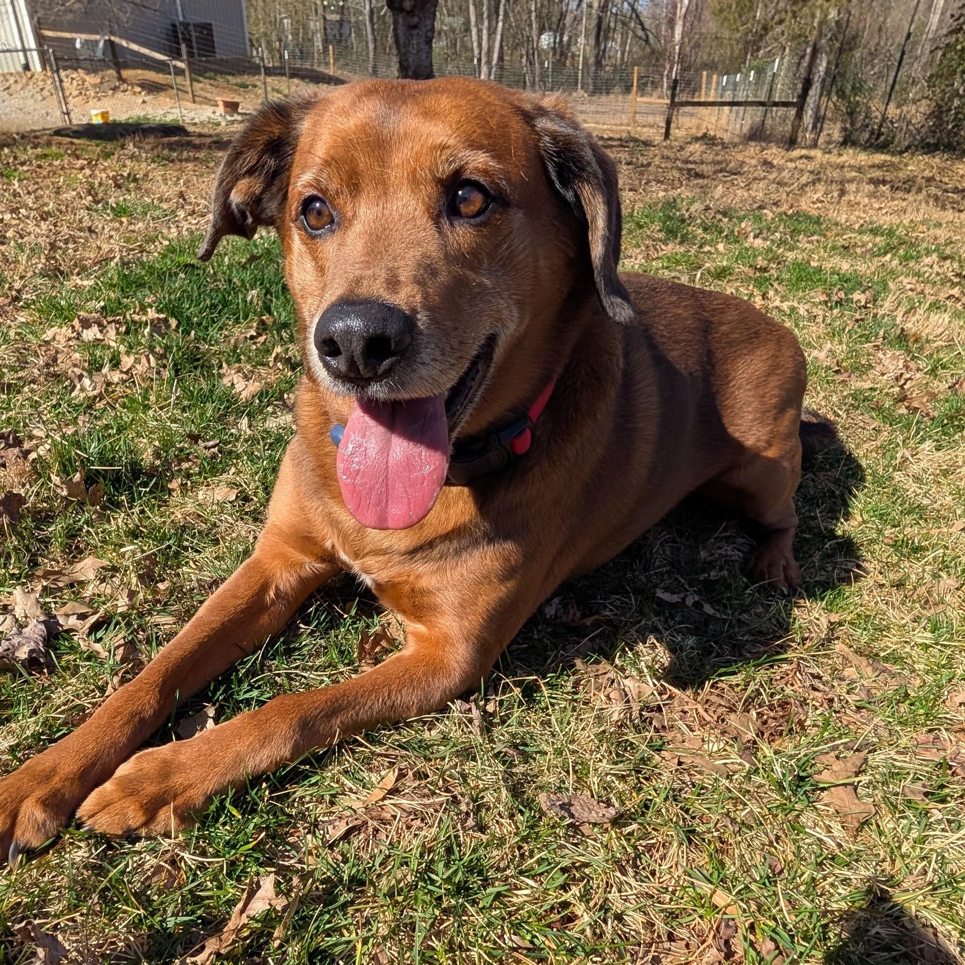 Enlarge Oliver, an adopted mixed breed in Concord, NC image 2/6