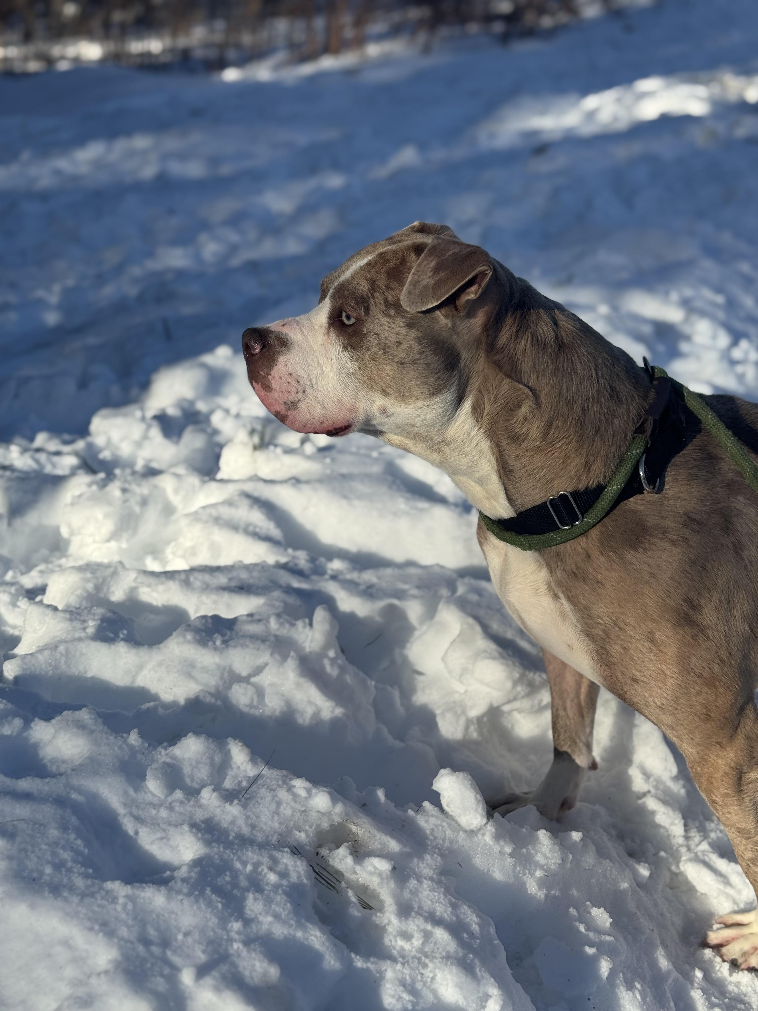 Dip N Dots, a Adoptable Mixed Breed in Vassalboro, ME image 2/3