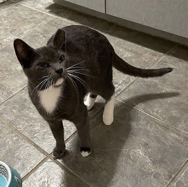 Enlarge Elda, a Adoptable Domestic Short Hair in Tampa, FL image 1/1