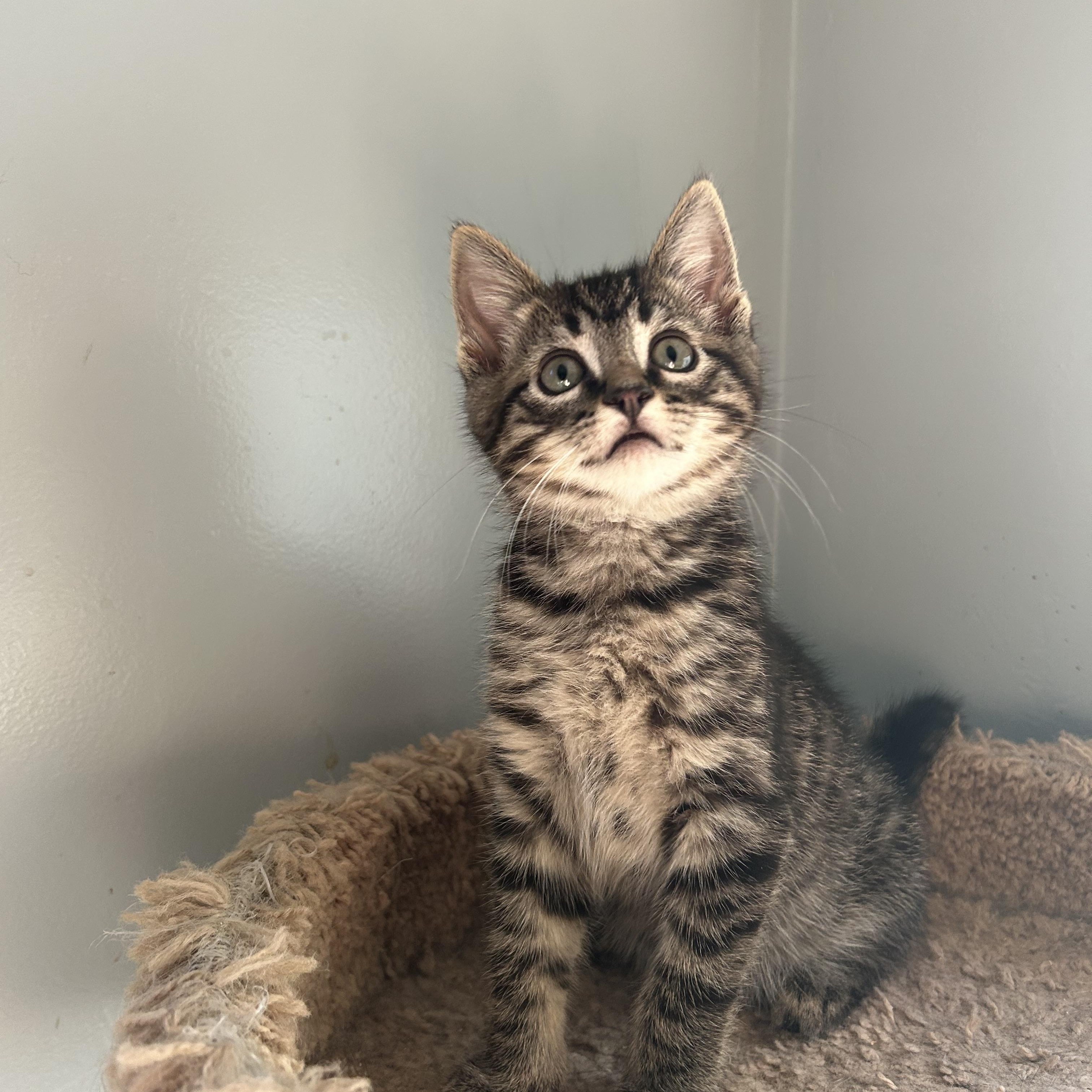 Wilbur and Edison, a Adoptable mixed breed in Sacramento, CA image 5/6