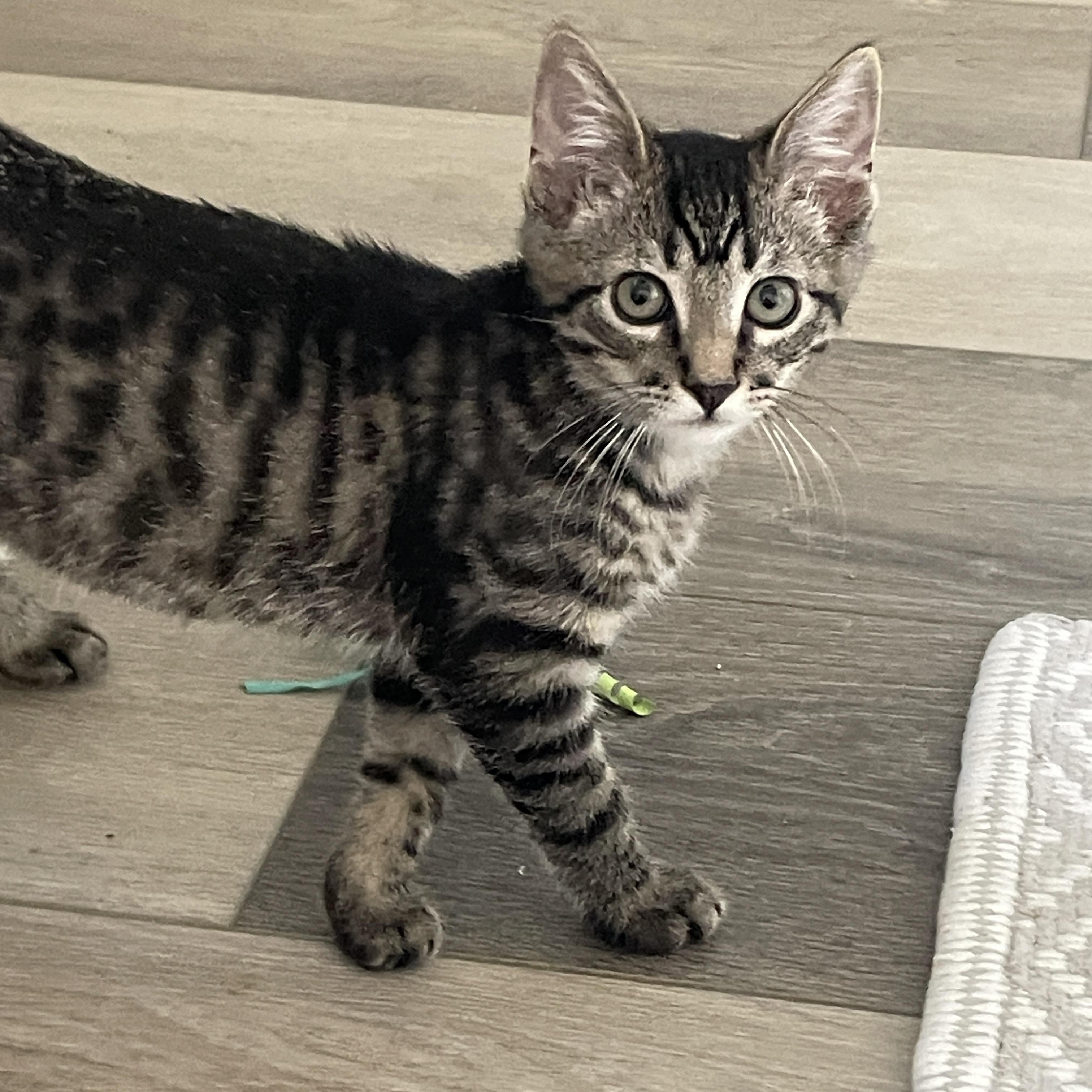 Wilbur and Edison, Adoptable, Young Male Tabby & Domestic Short Hair.
