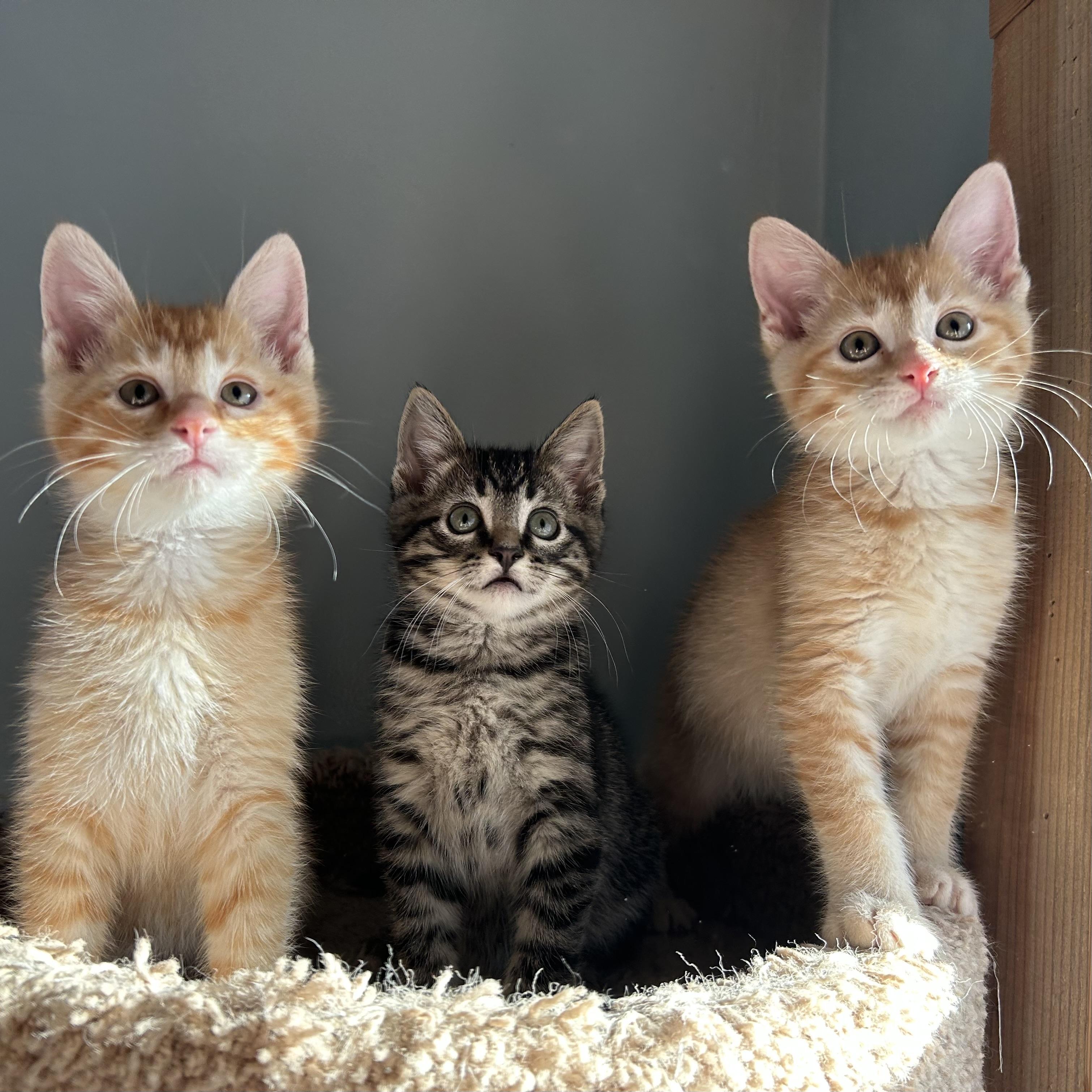 Wilbur and Edison, a Adoptable mixed breed in Sacramento, CA image 4/6