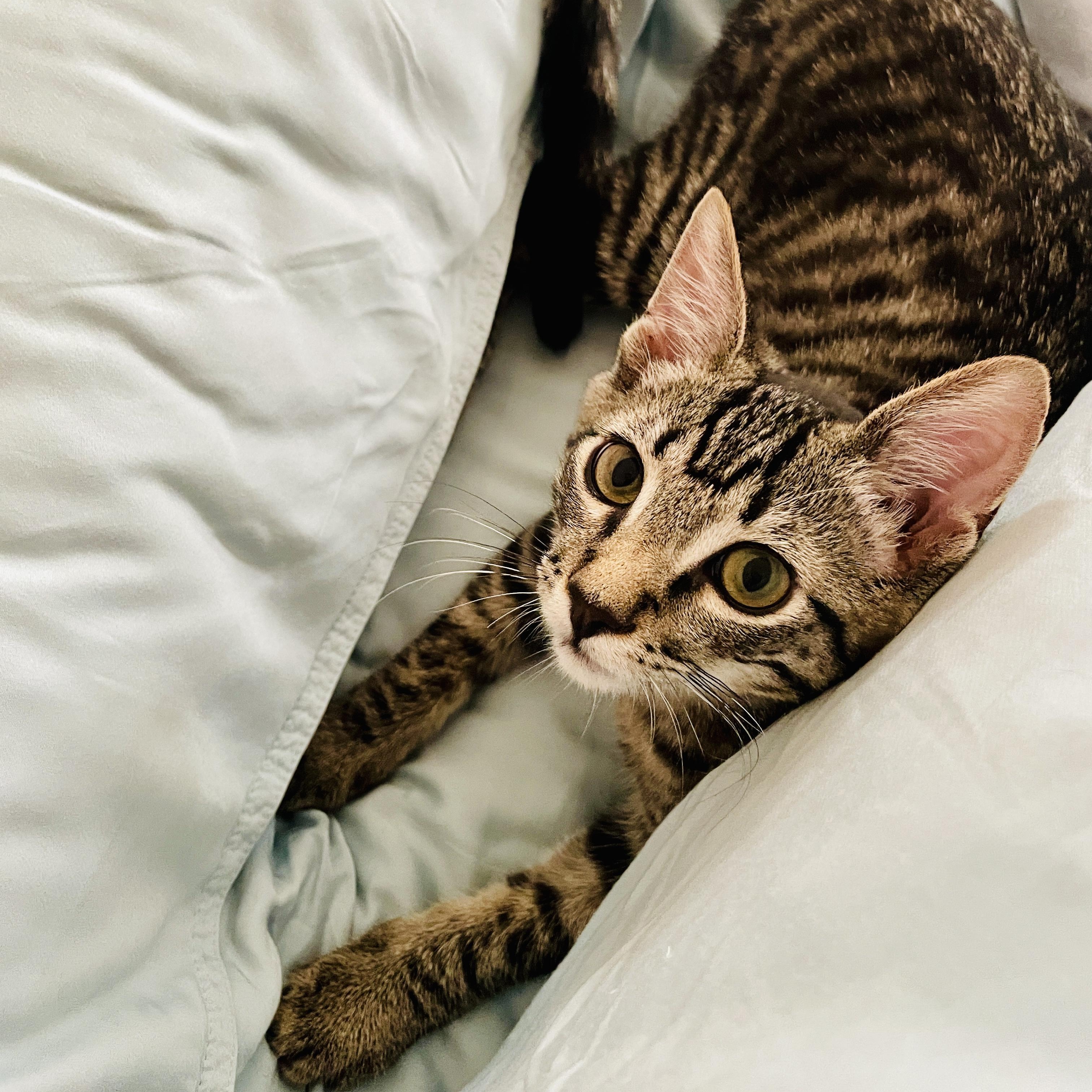 Wilbur and Edison, Adoptable, Young Male Tabby & Domestic Short Hair.