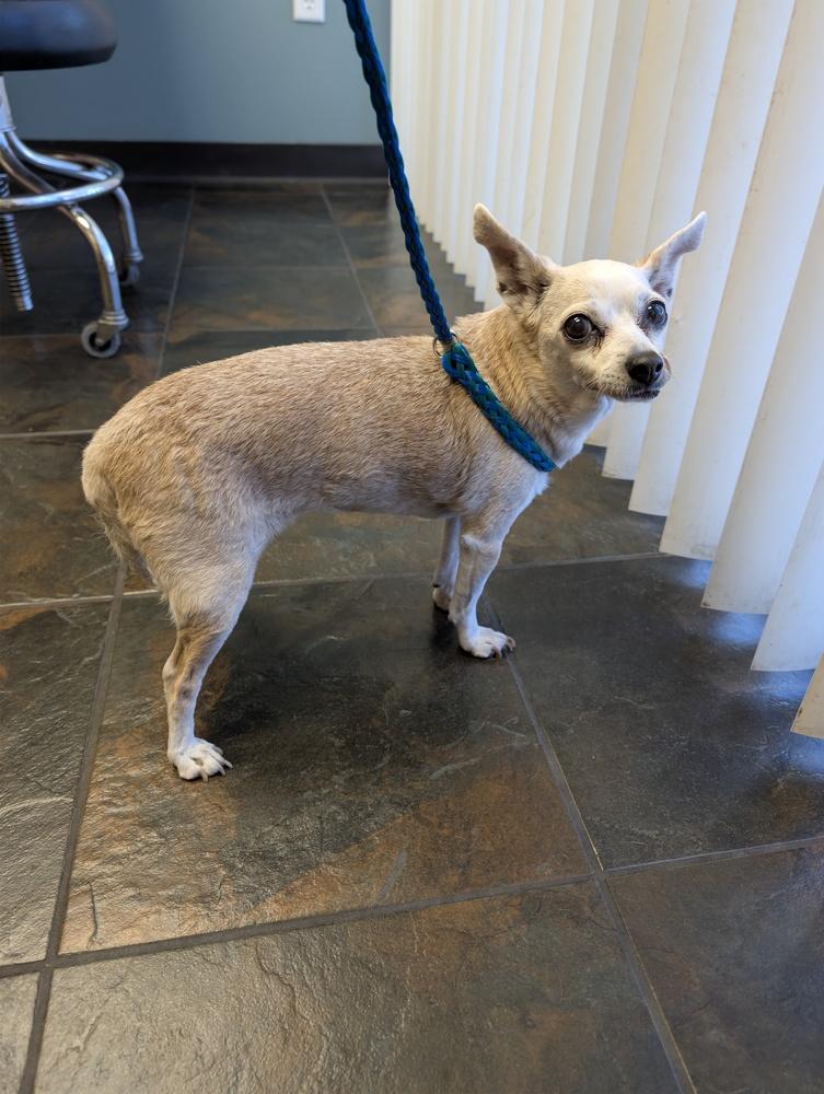 Hazel, Adoptable, Senior Female Chihuahua.