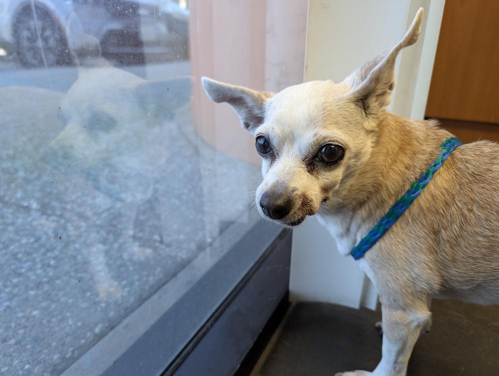 Hazel, a Adopted Chihuahua in Roseville, CA image 2/4