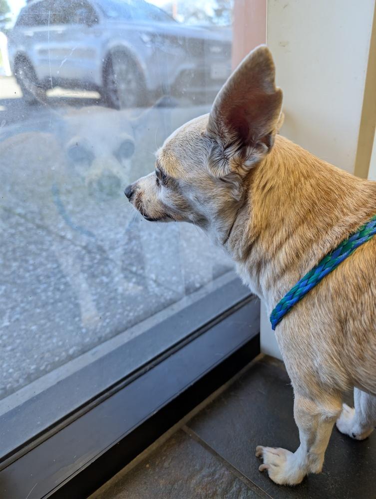 Hazel, a Adopted Chihuahua in Roseville, CA image 3/4
