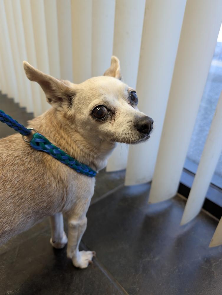 Hazel, a Adopted Chihuahua in Roseville, CA image 4/4