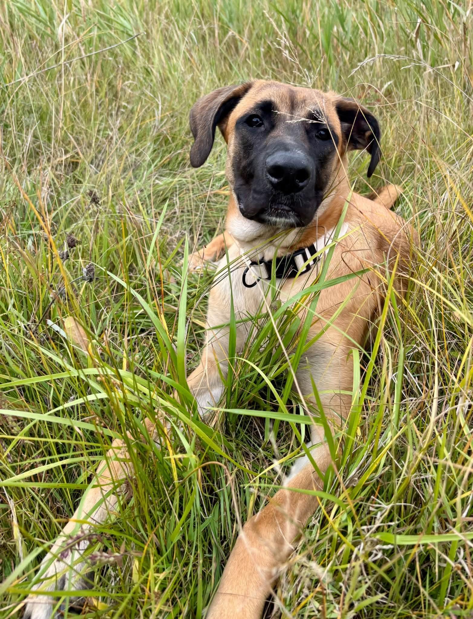 Enlarge Jellybean, a Adoptable mixed breed in Winnipeg, MB image 2/5