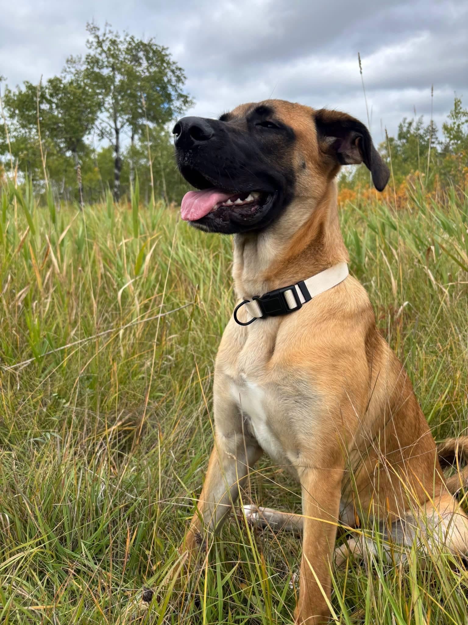 Jellybean, Adoptable, Young Female Bullmastiff.
