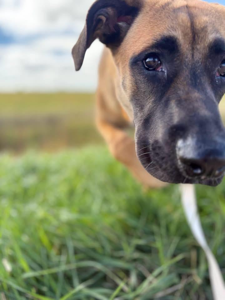 Enlarge Jellybean, a Adoptable mixed breed in Winnipeg, MB image 4/5