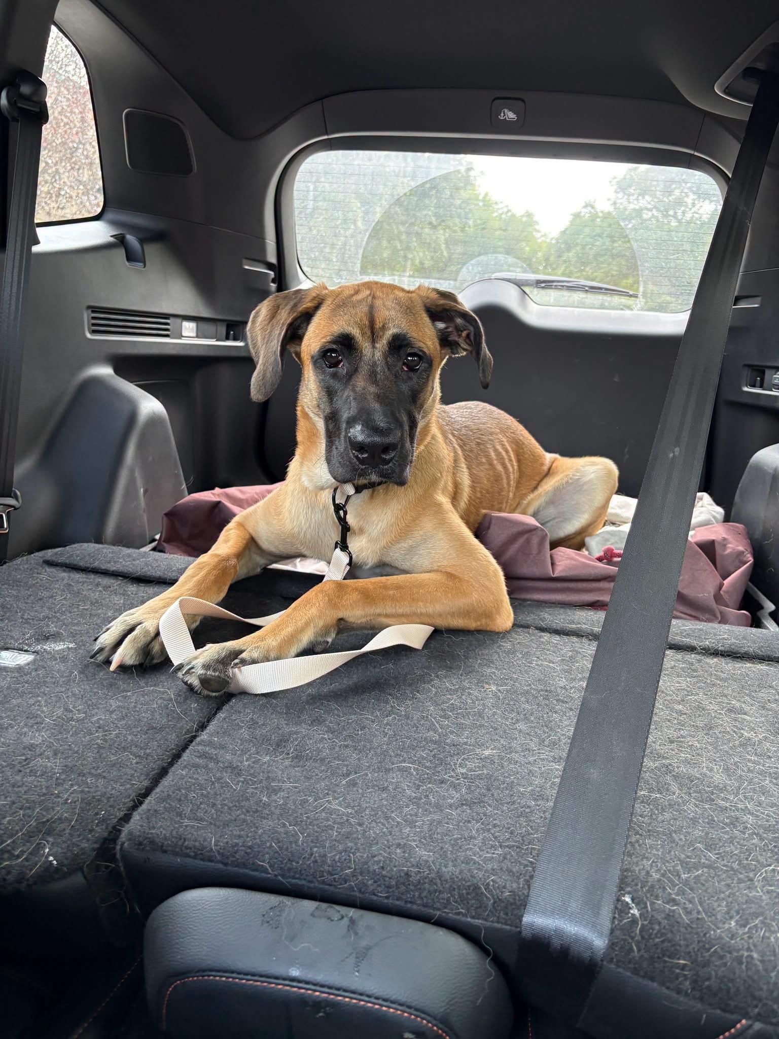 Enlarge Jellybean, a Adoptable mixed breed in Winnipeg, MB image 3/5