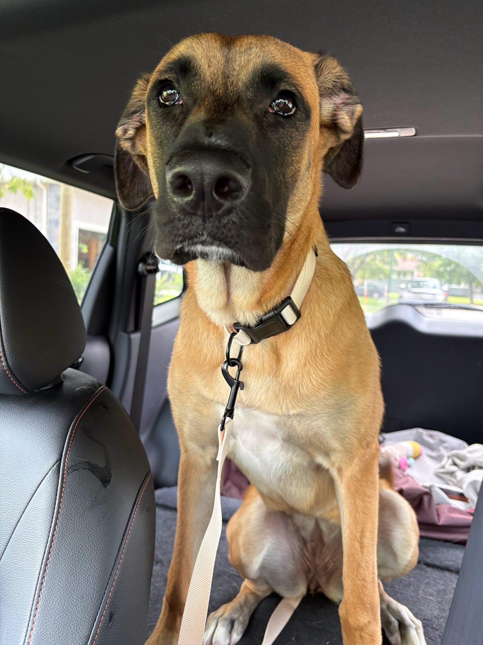 Enlarge Jellybean, a Adoptable mixed breed in Winnipeg, MB image 5/5