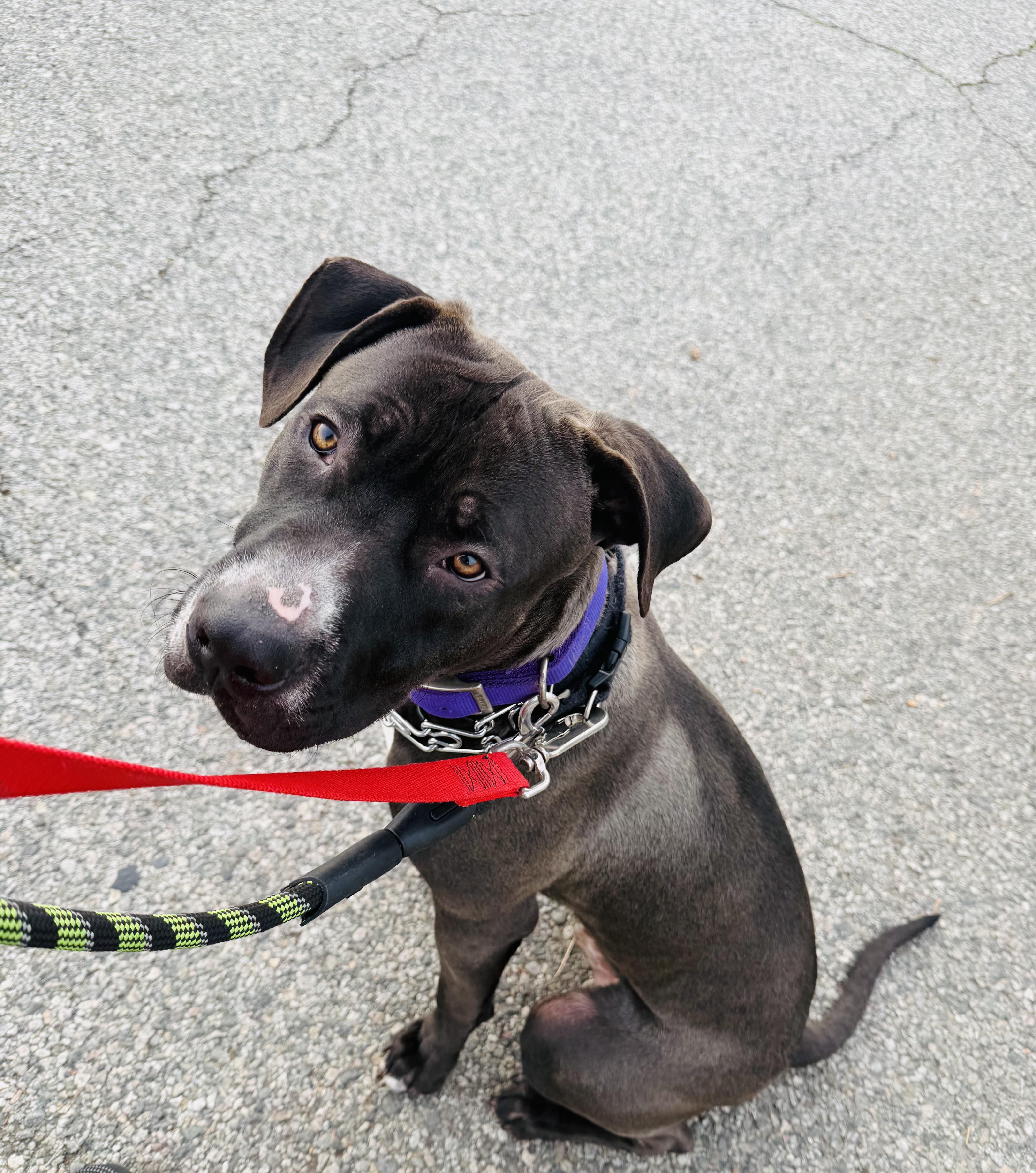 Enlarge Jacks, an adopted mixed breed in Cool, CA image 5/6