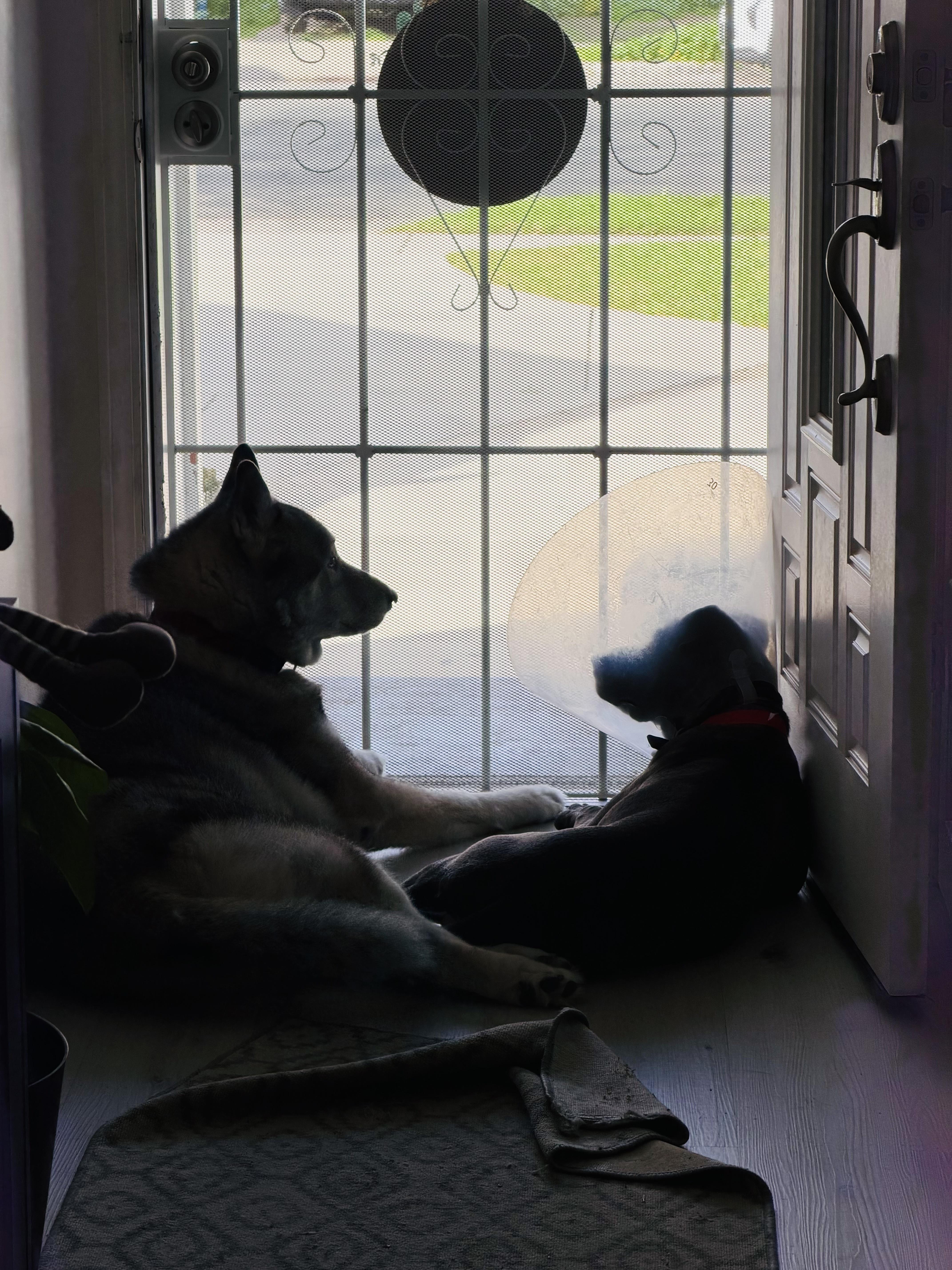 Enlarge Jacks, an adopted mixed breed in Cool, CA image 6/6