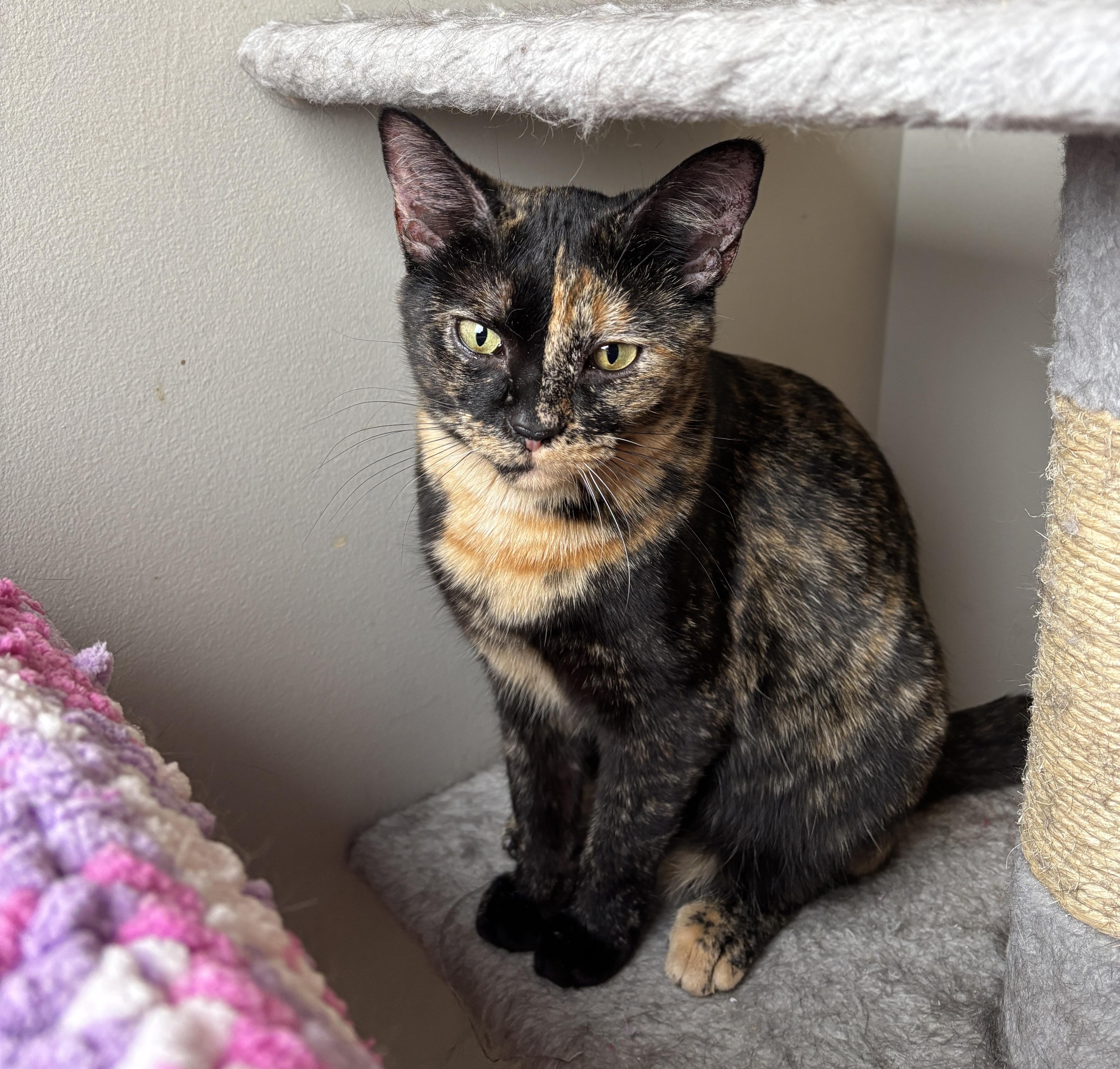CUPCAKE , a ADOPTABLE Tortoiseshell in Shakespeare, ON image 3/3