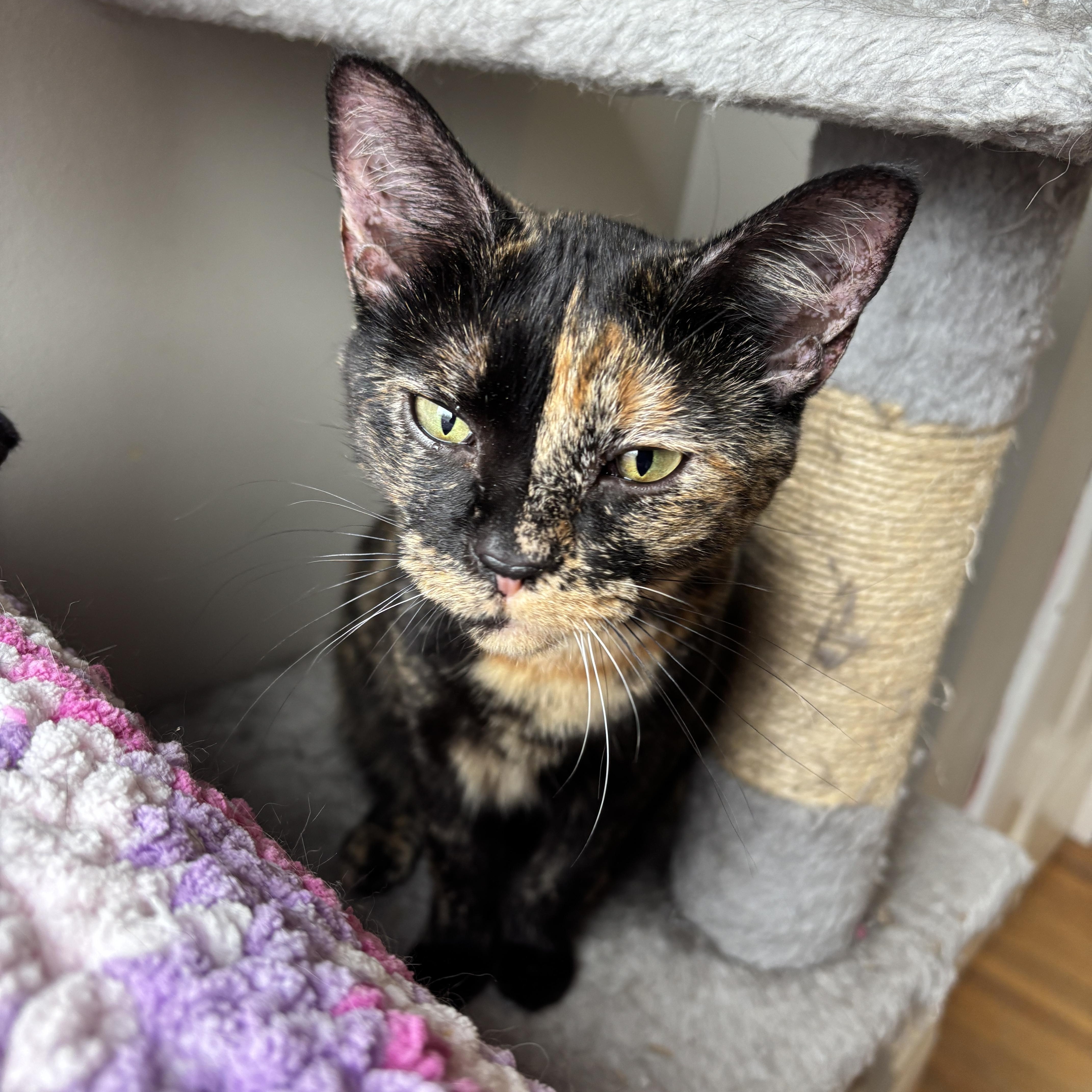 CUPCAKE , a ADOPTABLE Tortoiseshell in Shakespeare, ON image 2/3