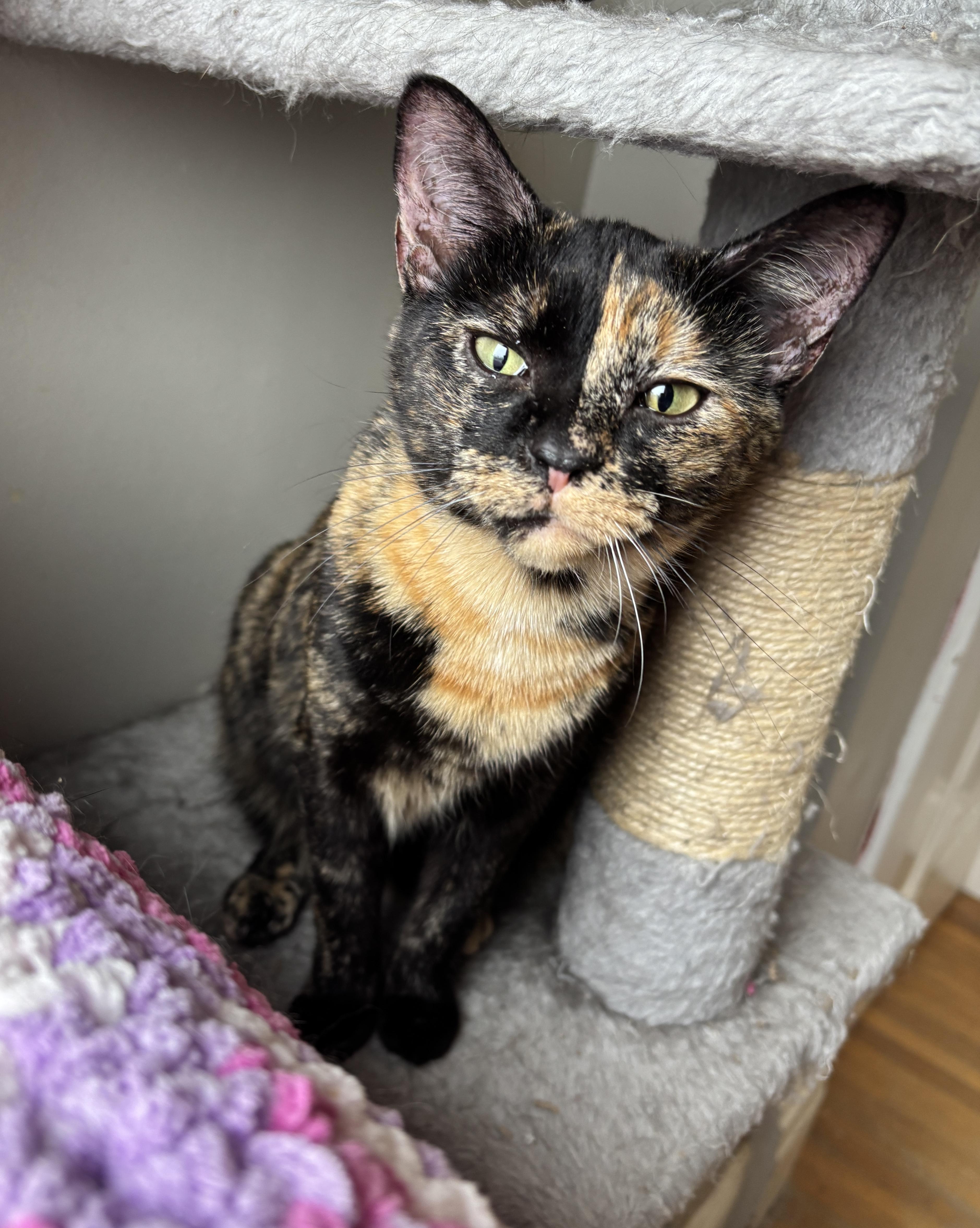 CUPCAKE , a ADOPTABLE Tortoiseshell in Shakespeare, ON image 1/3