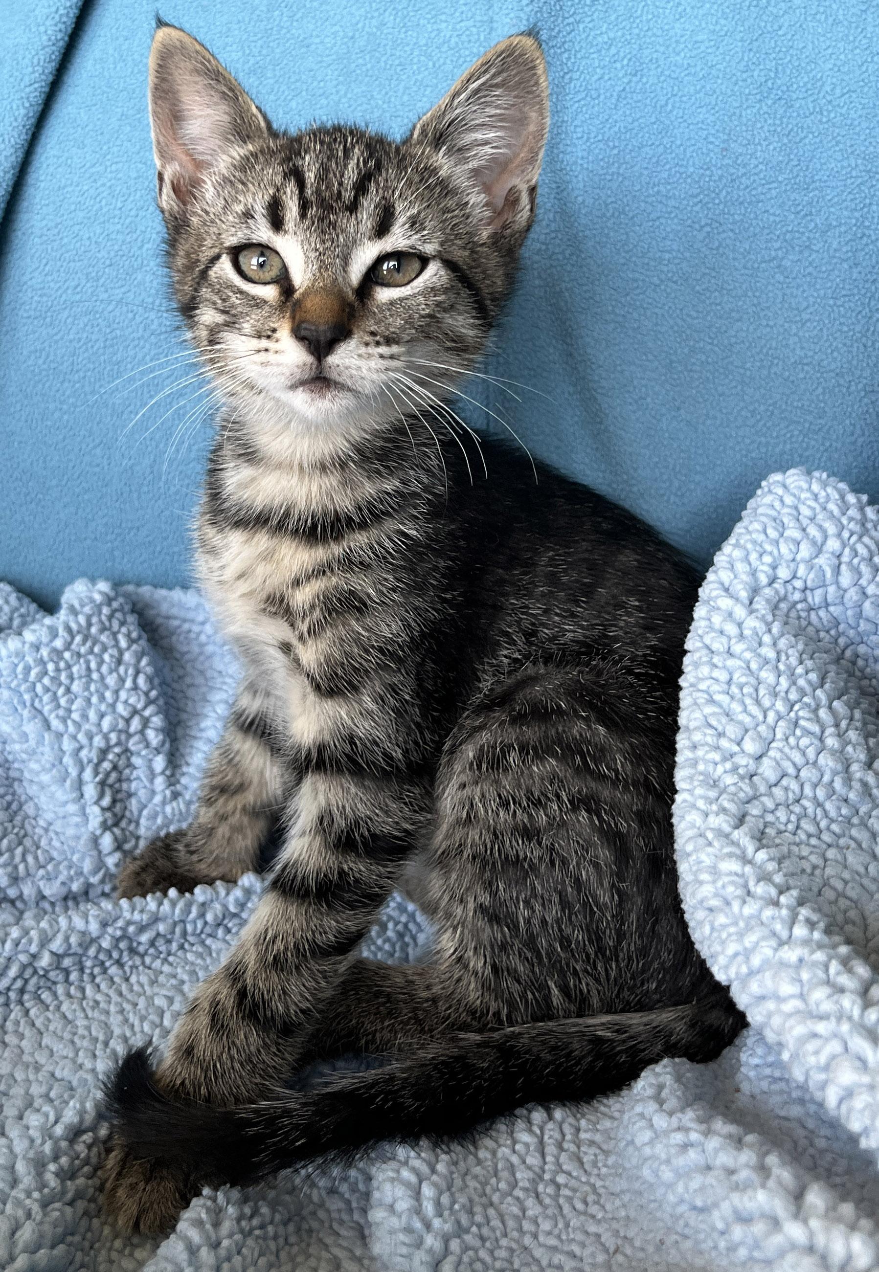 Oliver photo 1