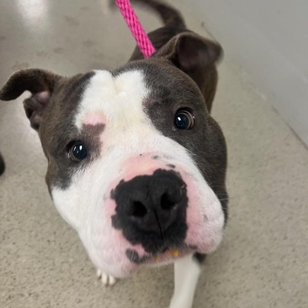 The Boulder (ID 50822/988), an adopted American Staffordshire Terrier in Manassas, VA image 2/2