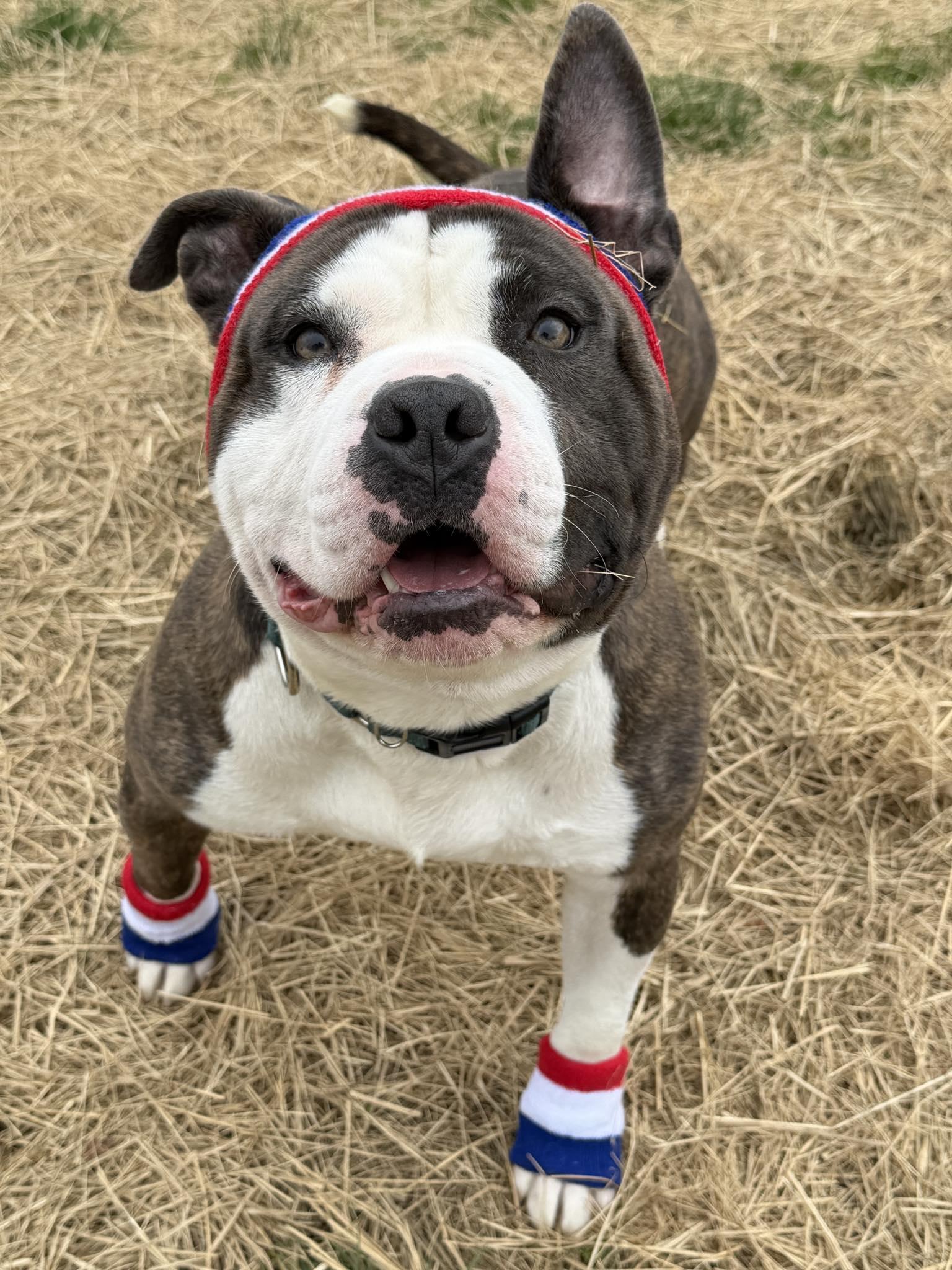 The Boulder (ID 50822/988), adoptable, Young Male American Staffordshire Terrier.