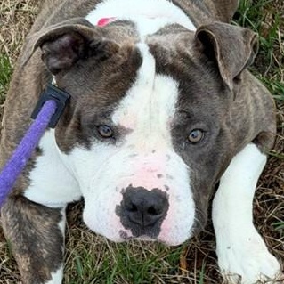 The Boulder (ID 50822/988), an adopted American Staffordshire Terrier in Manassas, VA image 1/2