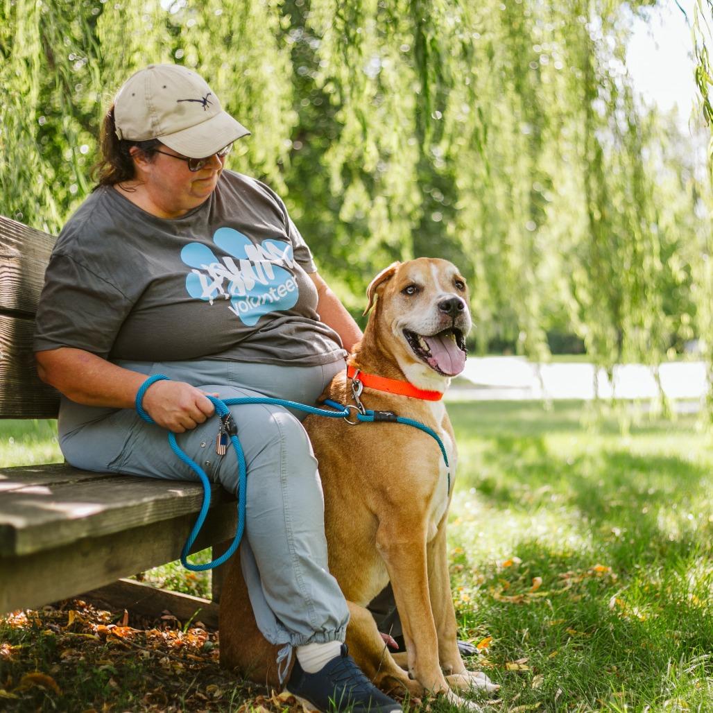 Enlarge Toby, a Adoptable Mixed Breed in Grand Rapids, MI image 1/6