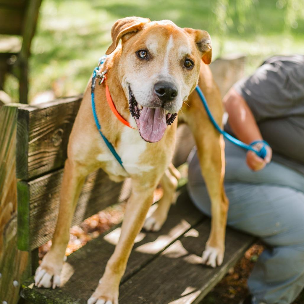 Enlarge Toby, a Adoptable Mixed Breed in Grand Rapids, MI image 4/6