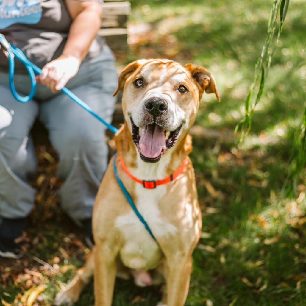 Enlarge Toby, a Adoptable Mixed Breed in Grand Rapids, MI image 5/6