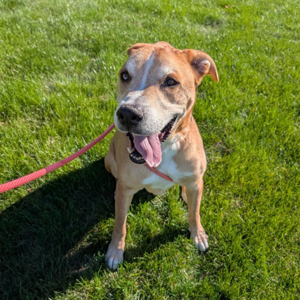 Toby-Foster, a Adoptable Mixed Breed in Grand Rapids, MI image 5/6