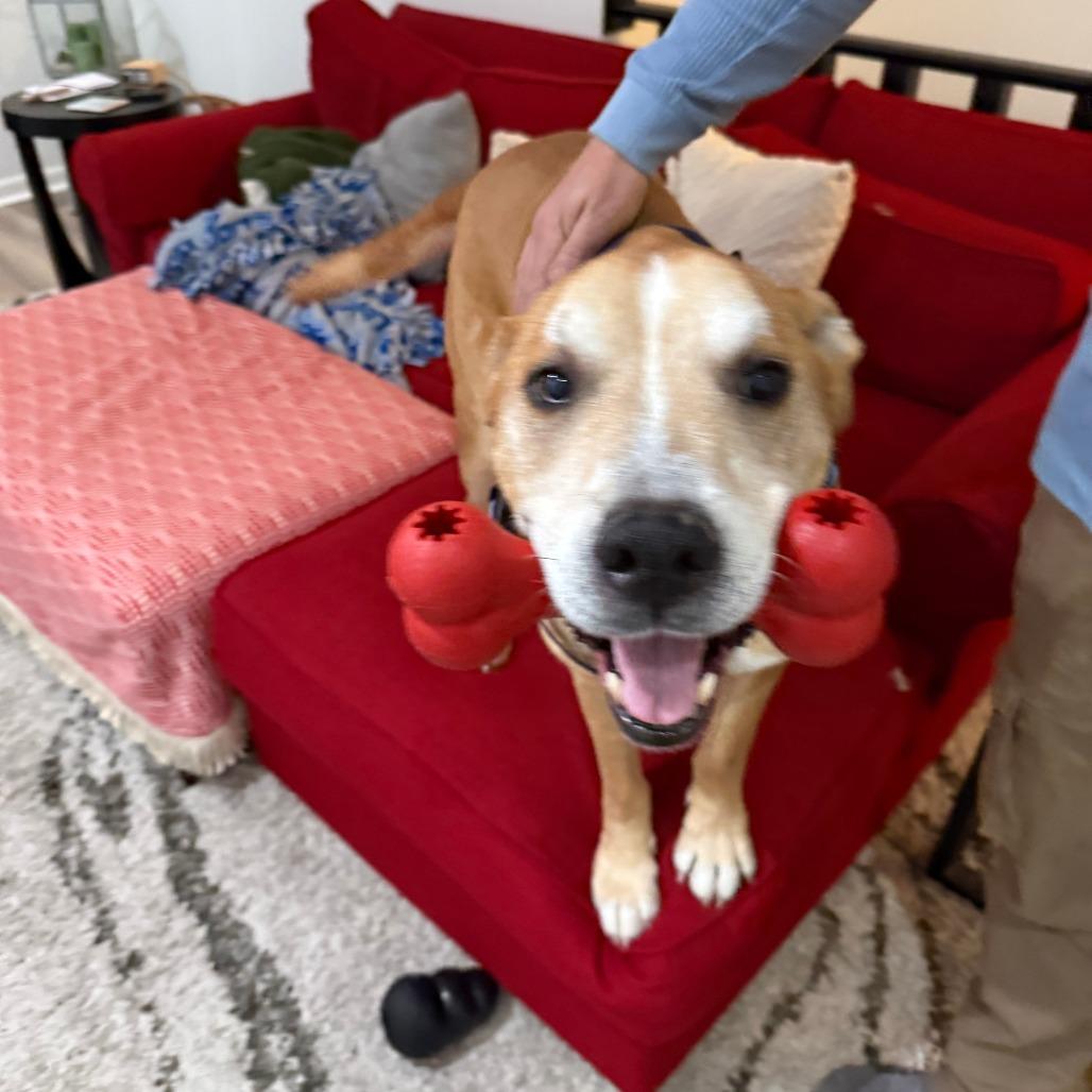 Enlarge Toby-Foster, a Adoptable Mixed Breed in Grand Rapids, MI image 5/6