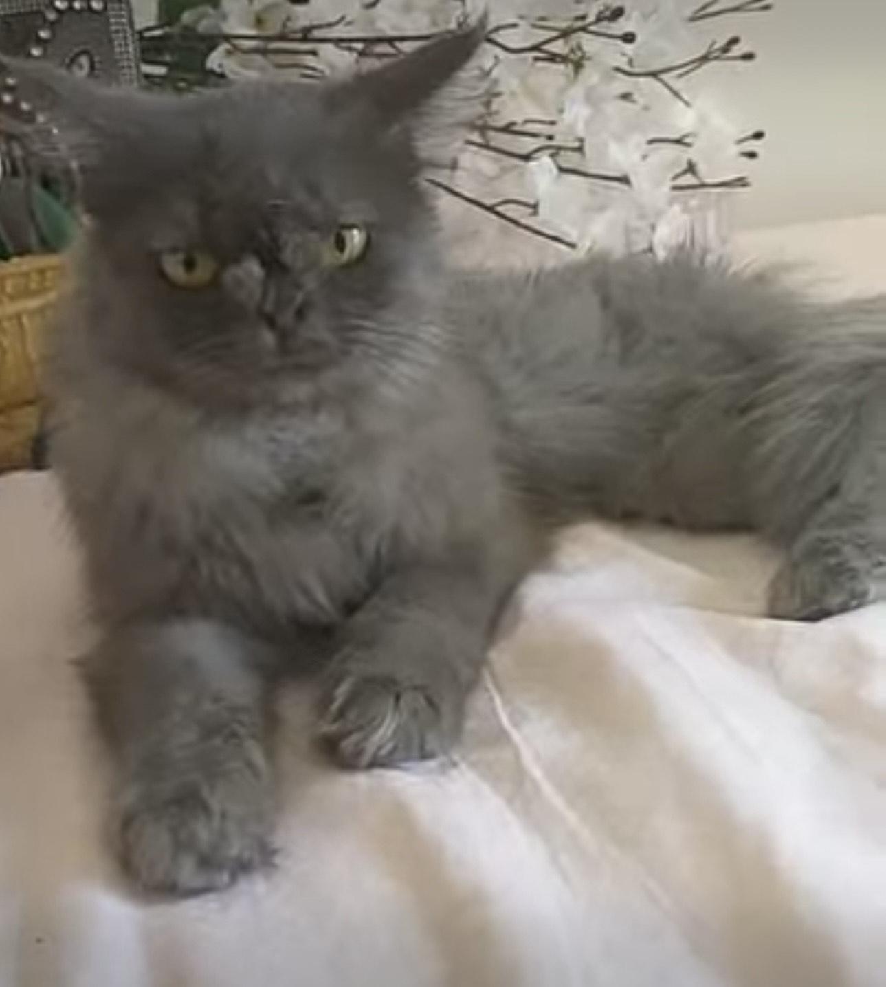 Camila (Persian), a Adoptable Persian in Fairfax, VA image 1/5