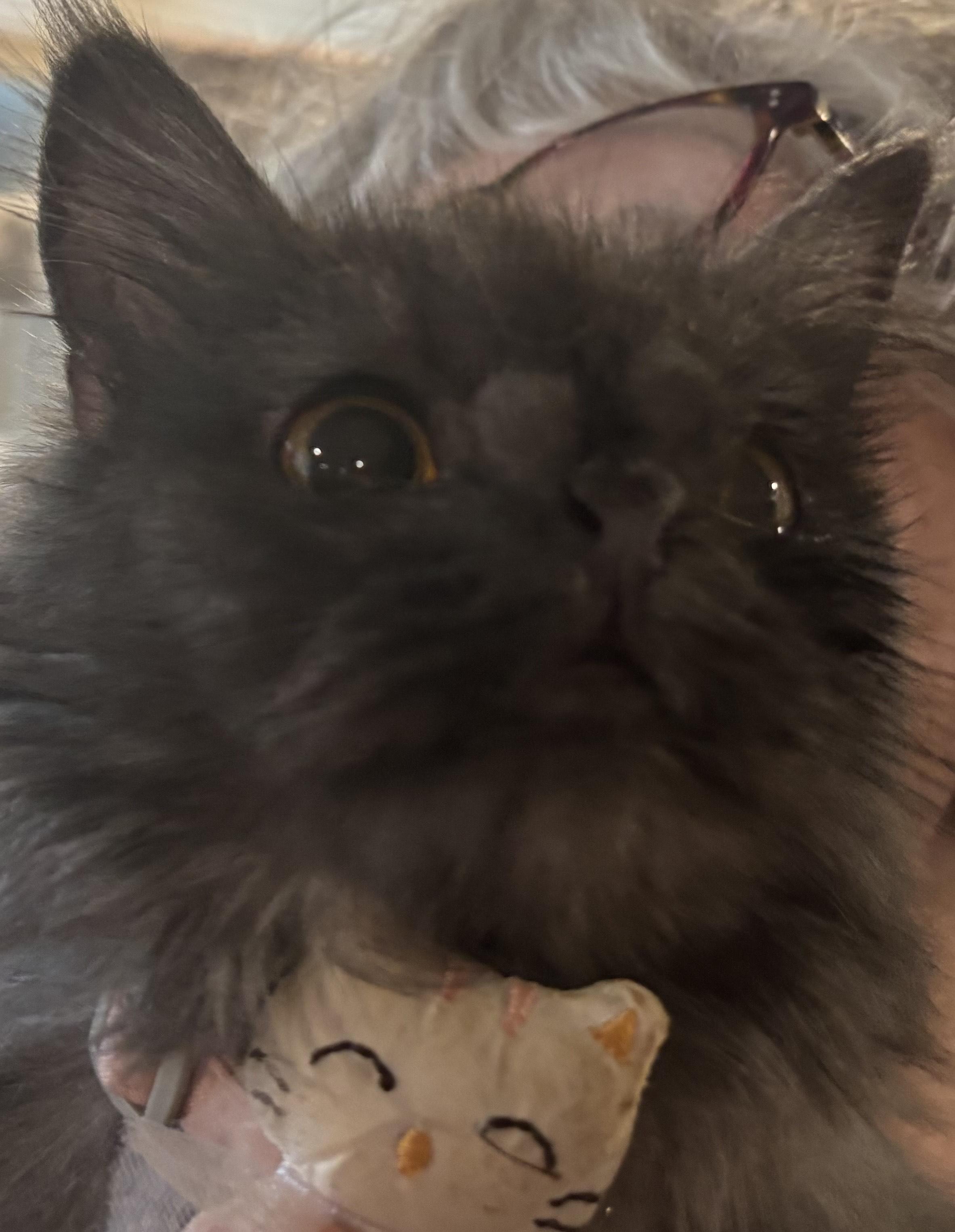 Camila (Persian), a Adoptable Persian in Fairfax, VA image 2/5